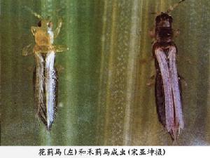 茭白薊馬 茭白薊馬