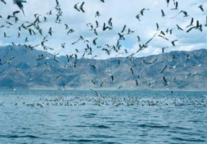 班公湖國家森林公園