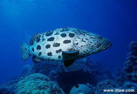 黑斑石斑魚 黑斑石斑魚