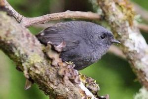 喬科竄鳥 喬科竄鳥