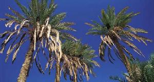 （圖）阿里什的棕櫚樹