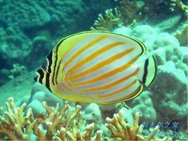 黃斜紋蝶 黃斜紋蝶