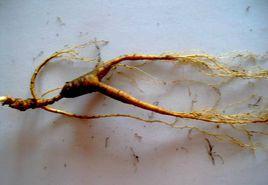 寬甸石柱人參 寬甸石柱人參