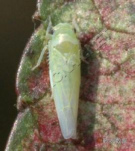 水稻小綠葉蟬 水稻小綠葉蟬