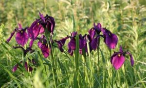 綠瓶光葉櫸 綠瓶光葉櫸