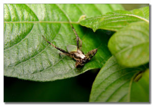 類青新園蛛 類青新園蛛