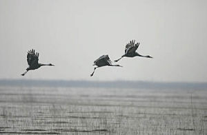滄州南大港濕地 滄州南大港濕地