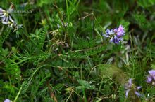 華西棘豆 華西棘豆