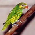 麥耶氏吸蜜鸚鵡 麥耶氏吸蜜鸚鵡