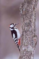 斑啄木鳥 斑啄木鳥