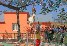 大豐港動物園動物表演高清組圖