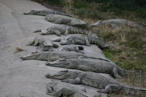 北京鱷魚湖公園 北京鱷魚湖公園
