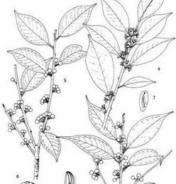 尾葉冬青(原變種) 尾葉冬青(原變種)