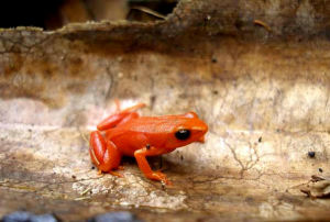 金曼蛙是馬島曼蛙屬的代表蛙種