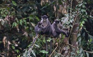 米勒灰葉猴 米勒灰葉猴