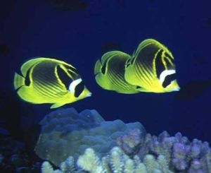 點斑橫帶蝴蝶魚 點斑橫帶蝴蝶魚