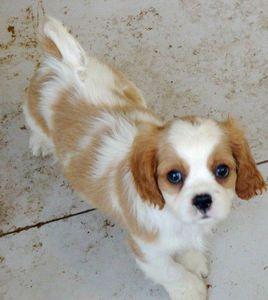 迷你型騎士查理王獵犬