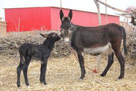 母驢 母驢