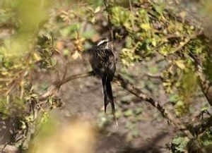 項圈針尾雀 項圈針尾雀