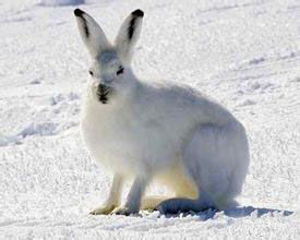 北極野兔 北極野兔
