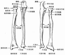橈骨和尺骨
