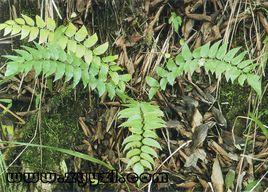 貴州貫眾 貴州貫眾