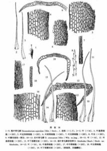 粗葉青毛蘚 粗葉青毛蘚