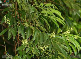 雲南金葉子 雲南金葉子