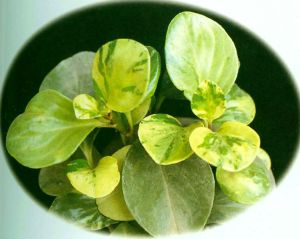 花葉豆瓣綠 花葉豆瓣綠