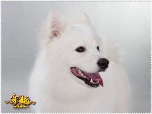 穿越OL代言狗“寶寶”