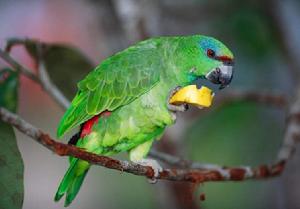 喜慶亞馬遜鸚鵡 喜慶亞馬遜鸚鵡