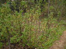 花茶藨子 花茶藨子