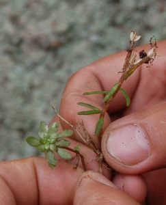 秦嶺景天 秦嶺景天