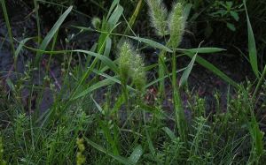 髯毛臂形草(變種) 髯毛臂形草(變種)