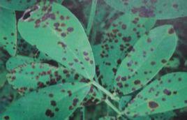 黑斑病真菌 黑斑病真菌