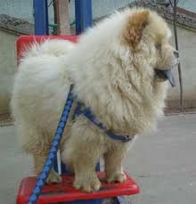 犬埃里希氏體病