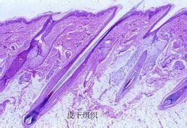 APUD細胞 APUD細胞