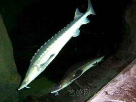 鱘魚規模化池塘養殖技術 鱘魚規模化池塘養殖技術