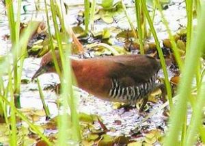 白喉南美田雞 白喉南美田雞