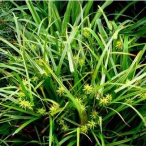 沔縣薹草 沔縣薹草