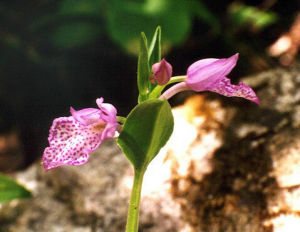 卵唇紅門蘭 卵唇紅門蘭