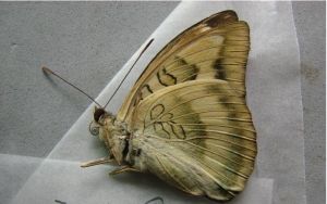 捻帶翠蛺蝶 捻帶翠蛺蝶