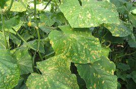 黃瓜花葉病毒病 黃瓜花葉病毒病