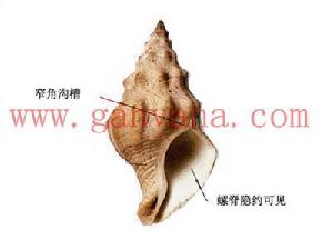 克萊特峨螺 克萊特峨螺