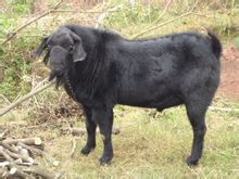 體格健壯的樂至黑山羊