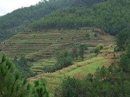 麻栗坪村 麻栗坪村