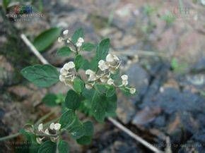 南粵黃芩 南粵黃芩