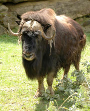 麝牛指名亞種 麝牛指名亞種