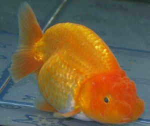 蘭壽金魚 蘭壽金魚