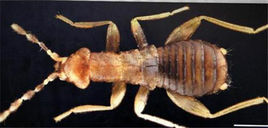 海南缺翅蟲 海南缺翅蟲